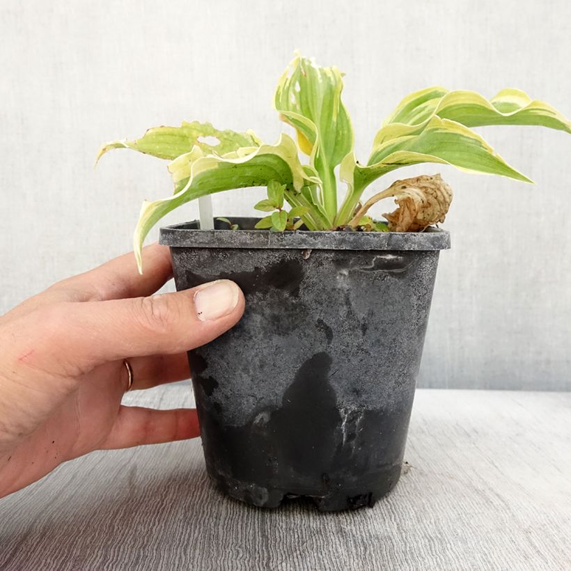Example of Hosta The King Pot de 1,5L/2L as you get in automne
