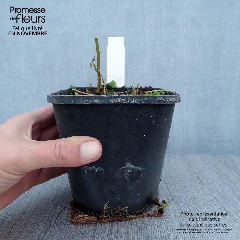 Example of Hosta Timeless Beauty Pot de 1,5L/2L as you get in automne