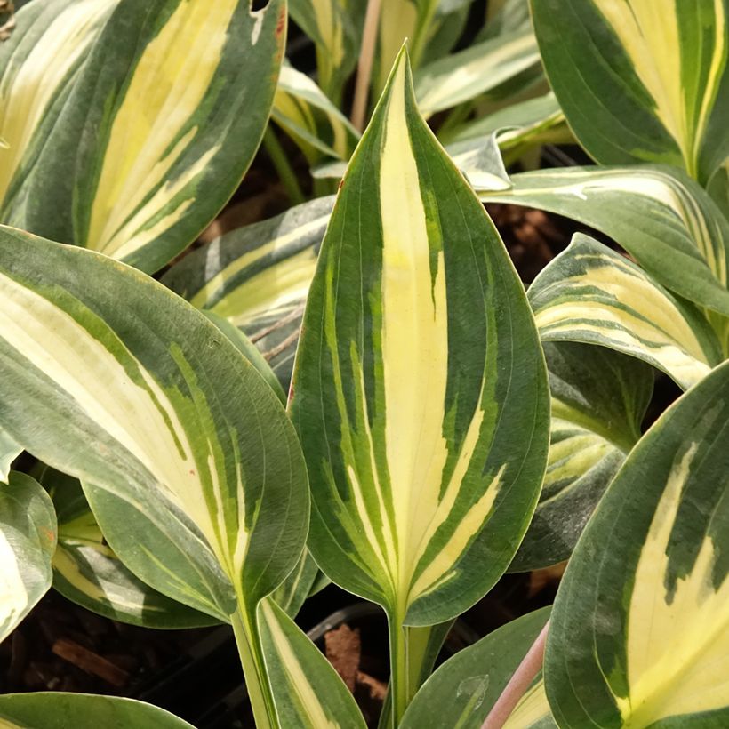 Hosta Timeless Beauty (Foliage)