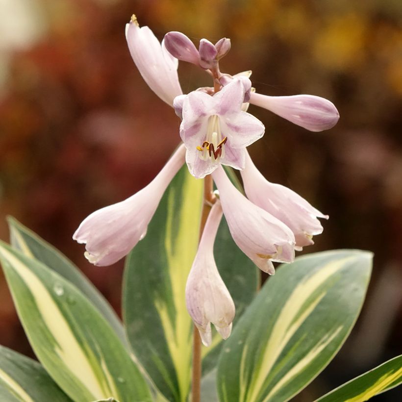 Hosta Timeless Beauty (Flowering)