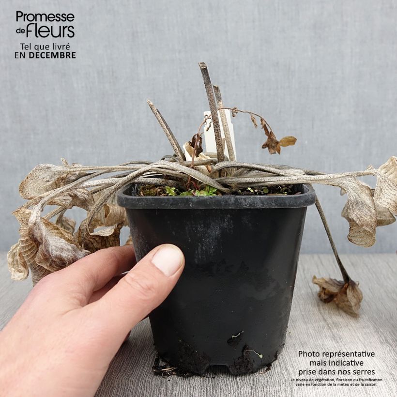 Example of Hosta Touch Of Class Pot de 1,5L/2L as you get in automne