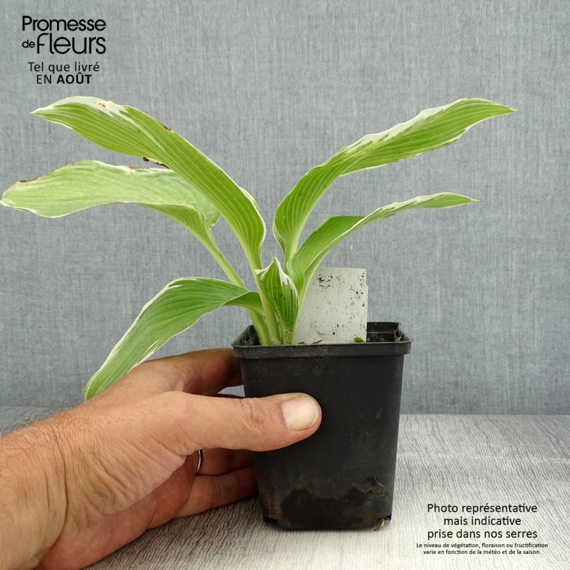 Example of Hosta White On Godet de 8/9 cm as you get in ete