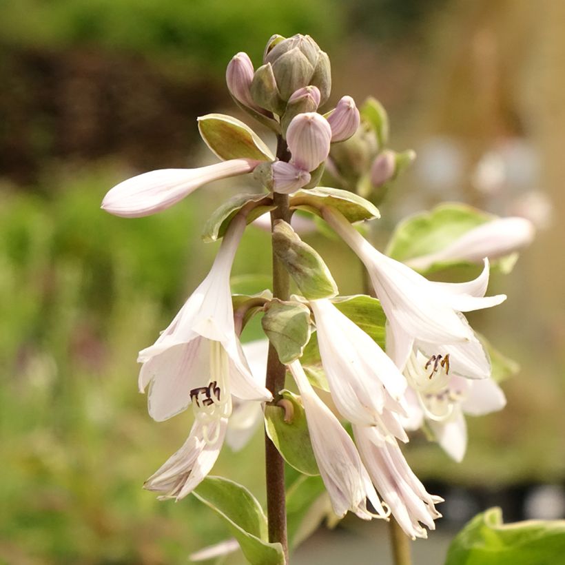 Hosta Winter Snow (Flowering)
