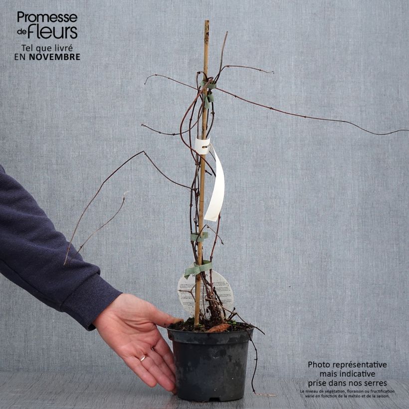 Example of Houblon - Humulus lupulus Pot de 1,5L/2L as you get in automne