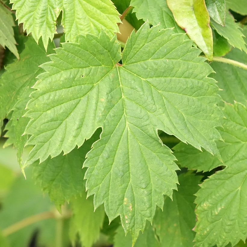 Houblon - Humulus lupulus Hersbrucker (Foliage)