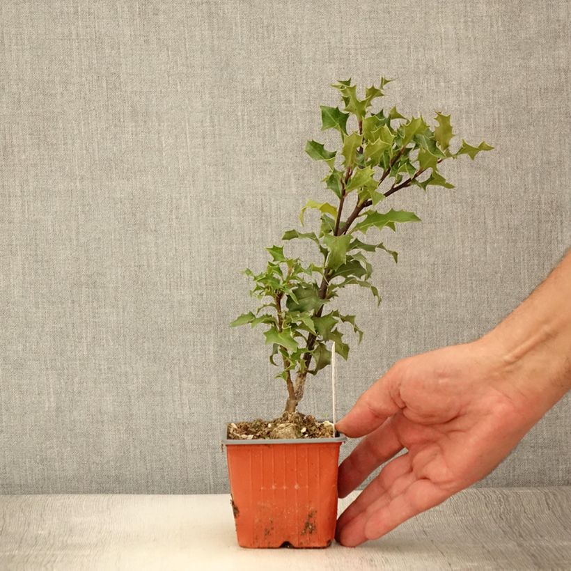 Example of Houx commun - Ilex aquifolium JC Van Tol Godet de 8/9 cm as you get in ete