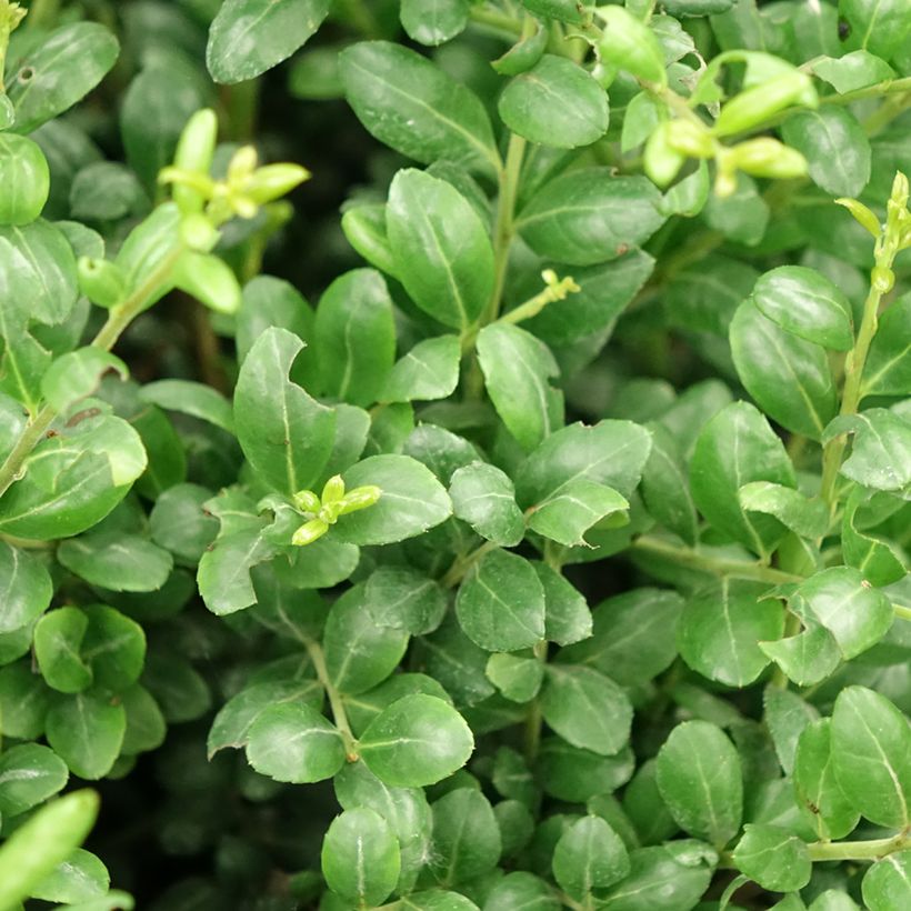 Ilex crenata Convexa taillé en boule - Topiaire de Houx crénelé (Foliage)