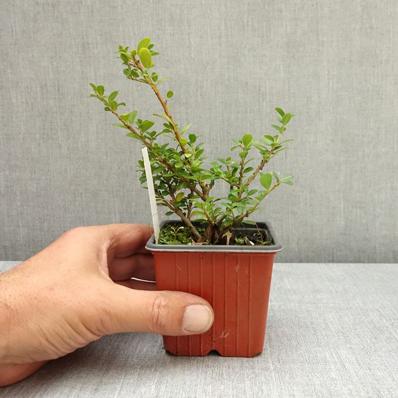 Example of Houx crénelé - Ilex crenata Glory Gem Godet de 8/9 cm as you get in ete