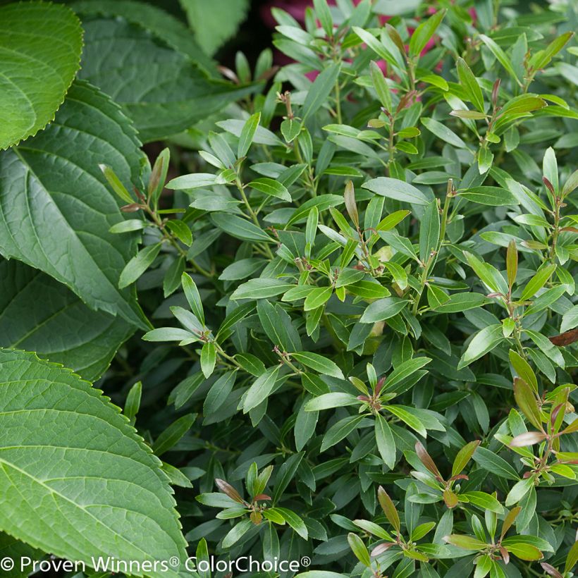 Ilex glabra Gem Box - Houx glabre (Foliage)