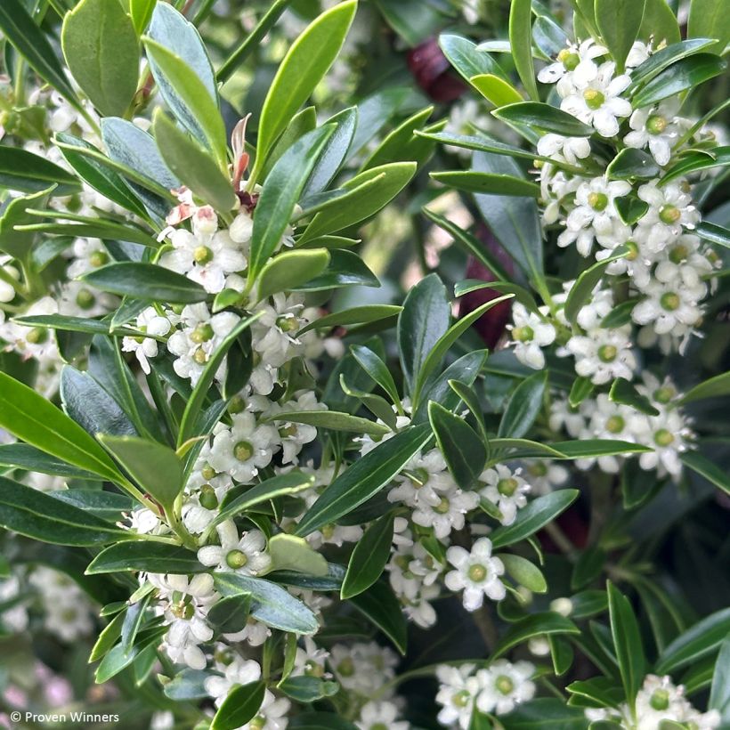 Ilex glabra Gem Box - Houx glabre (Flowering)