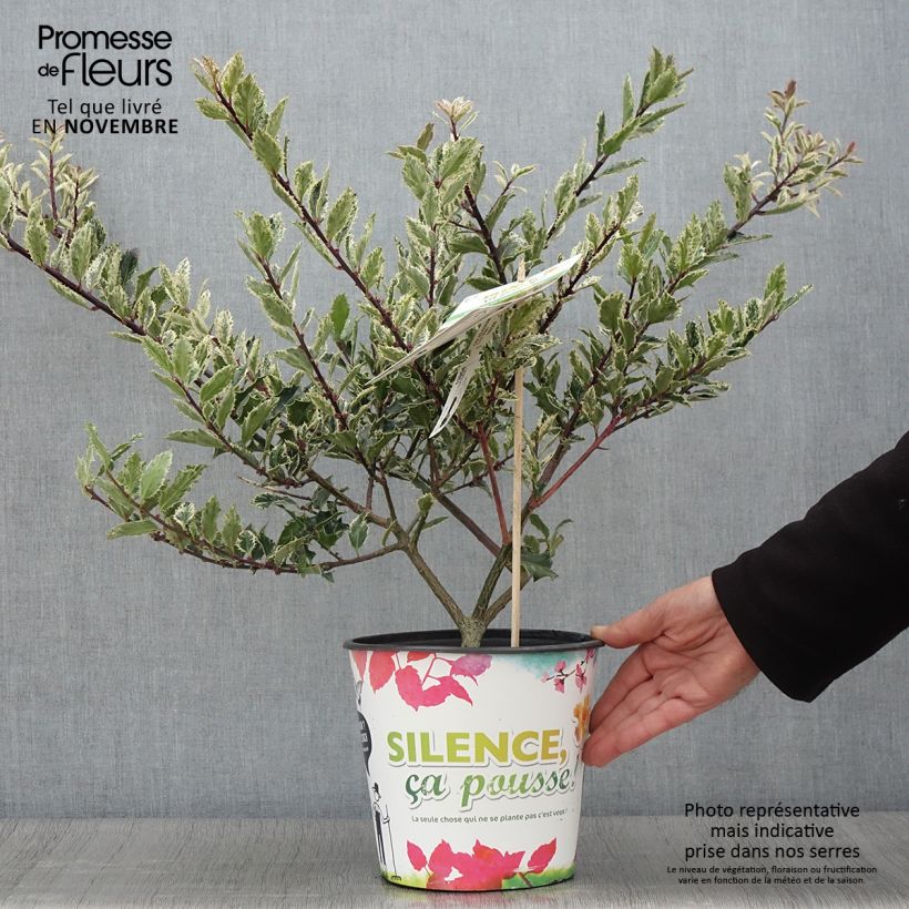 Example of Houx - Ilex aquifolium Ingramii Pot de 2L/3L as you get in automne