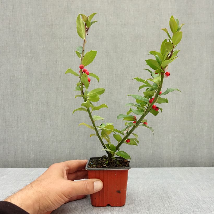 Example of Houx - Ilex (x) meserveae Mesid Godet de 8/9 cm as you get in ete