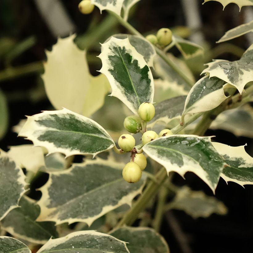 Houx panaché - Ilex aquifolium Argenteomarginata (Foliage)