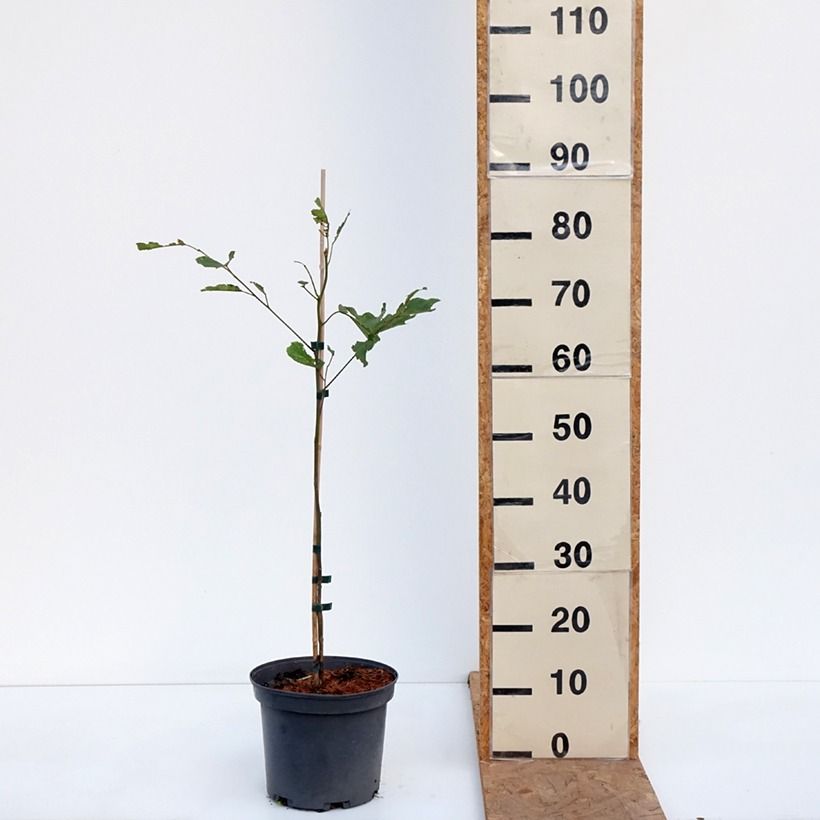 Example of Hovenia dulcis - Raisinier de Chine Pot de 4L/5L as you get in automne