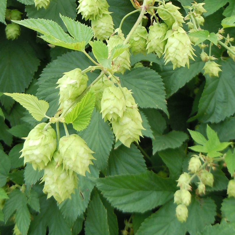 Houblon - Humulus lupulus (Flowering)