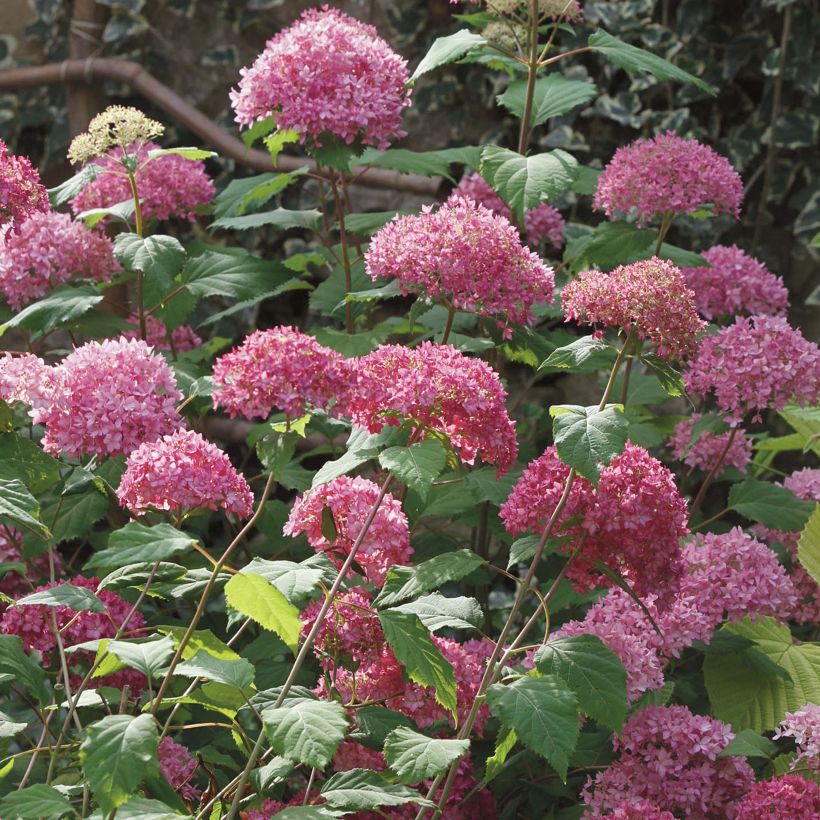Hortensia arborescens Bella Anna (Plant habit)