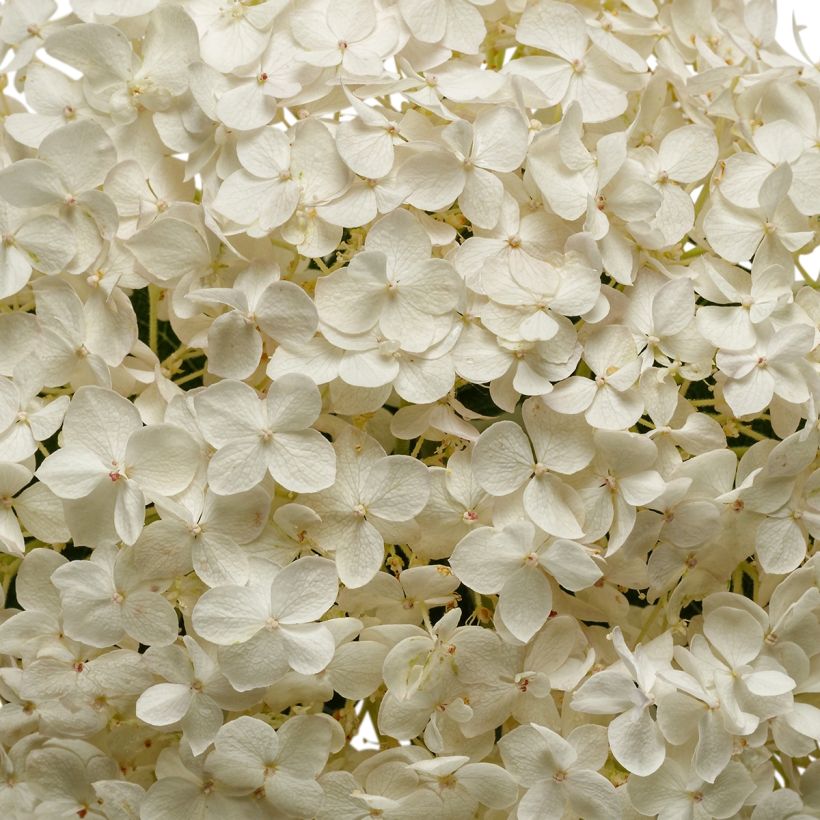 Hortensia arborescens BellaRagazza Blanchetta (Flowering)