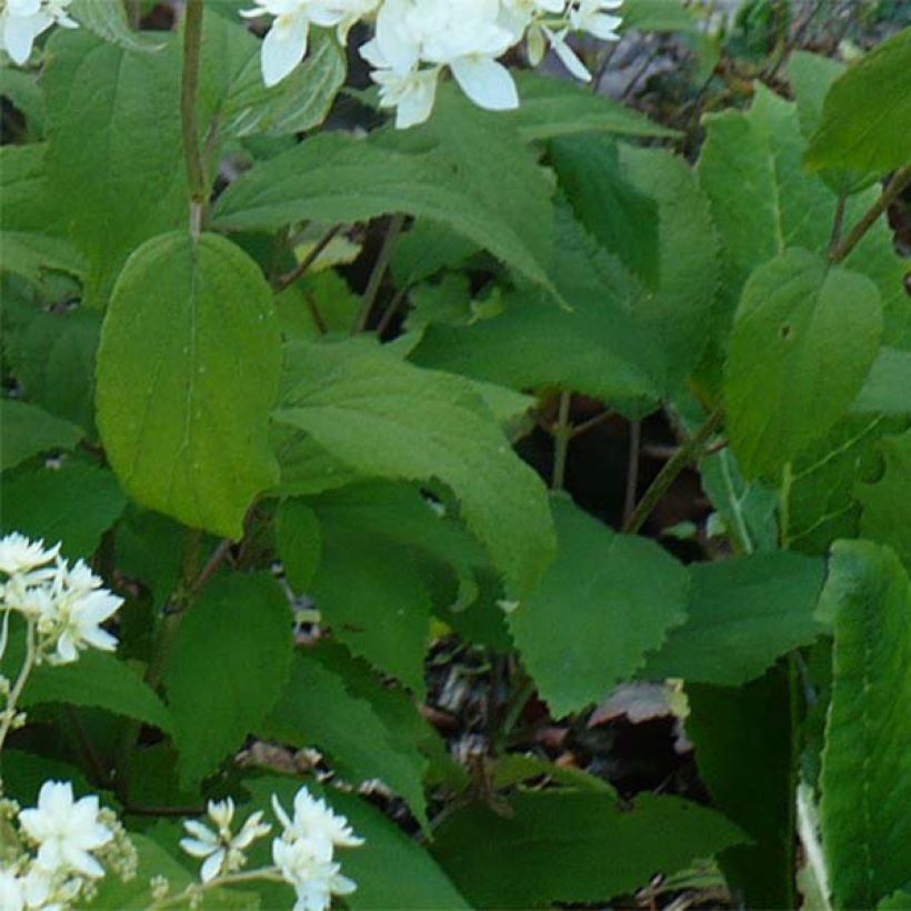 Hortensia arborescens Hayes Starbust (Foliage)