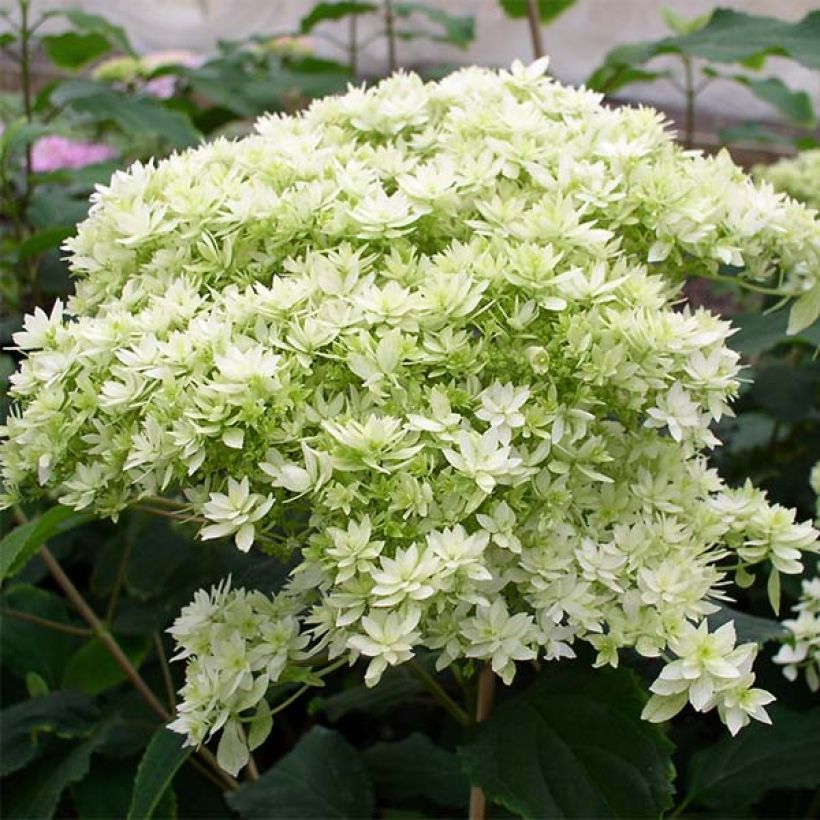 Hortensia arborescens Hayes Starbust (Flowering)
