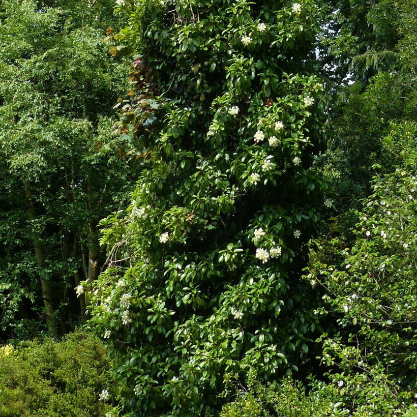 Hortensia grimpant - Hydrangea seemanii (Plant habit)