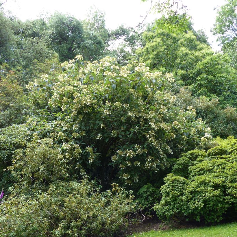 Hortensia - Hydrangea heteromalla (Plant habit)