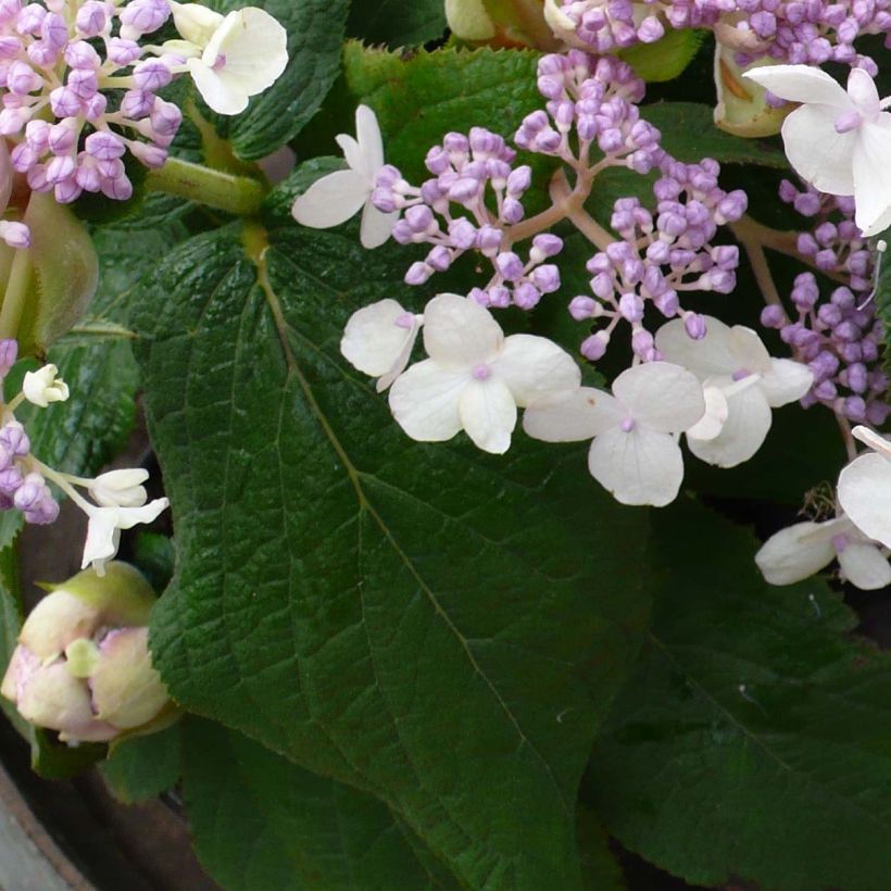 Hortensia - Hydrangea involucrata Late Love (Foliage)
