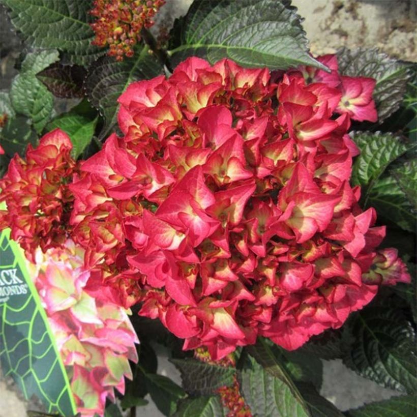 Hortensia - Hydrangea macrophylla Dark Angel (Black Diamonds) (Flowering)