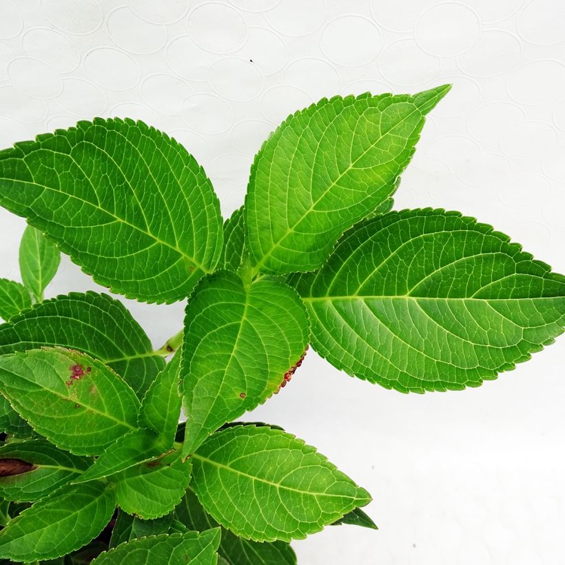 Hortensia - Hydrangea macrophylla Dolce Fragola (Foliage)