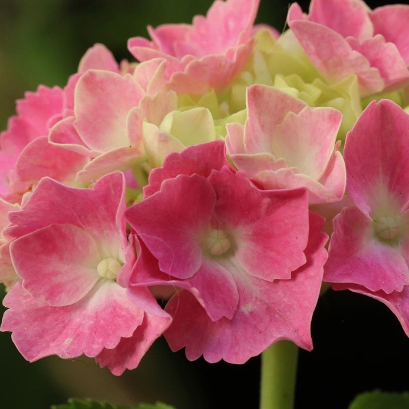 Hortensia - Hydrangea macrophylla Gertrud Glahn (Flowering)