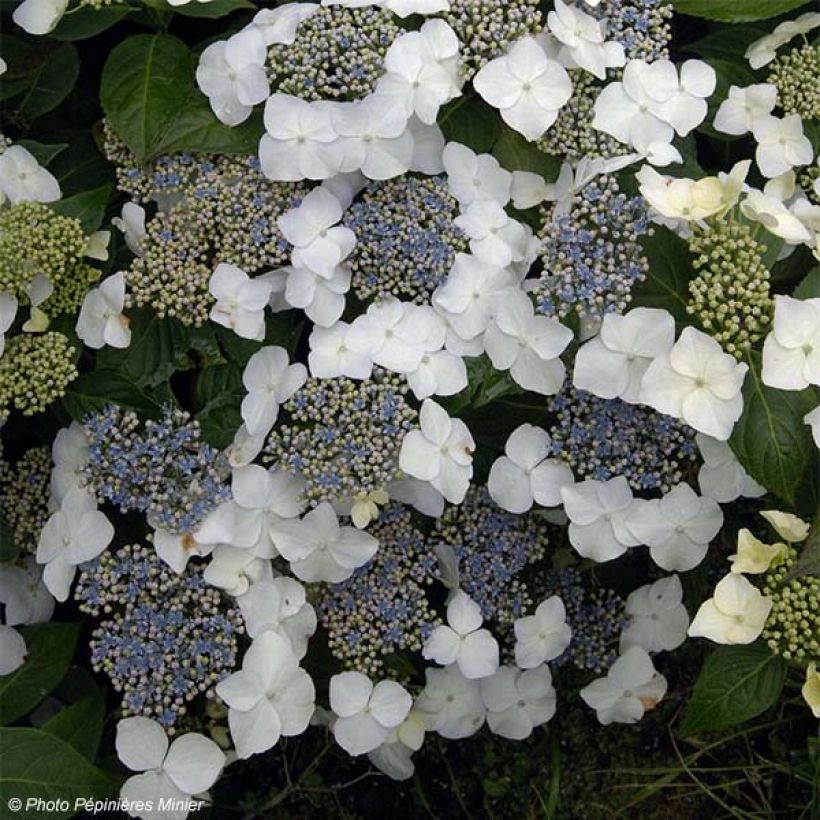 Hortensia - Hydrangea macrophylla Great Star Blanc Bleu (Flowering)