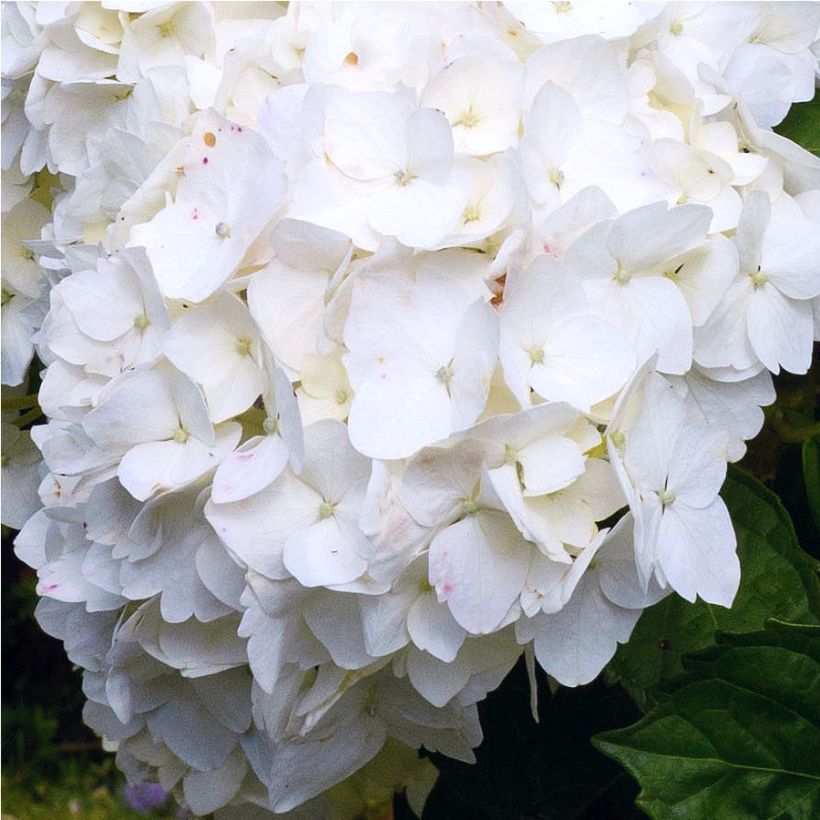 Hortensia - Hydrangea macrophylla Immaculata (Flowering)