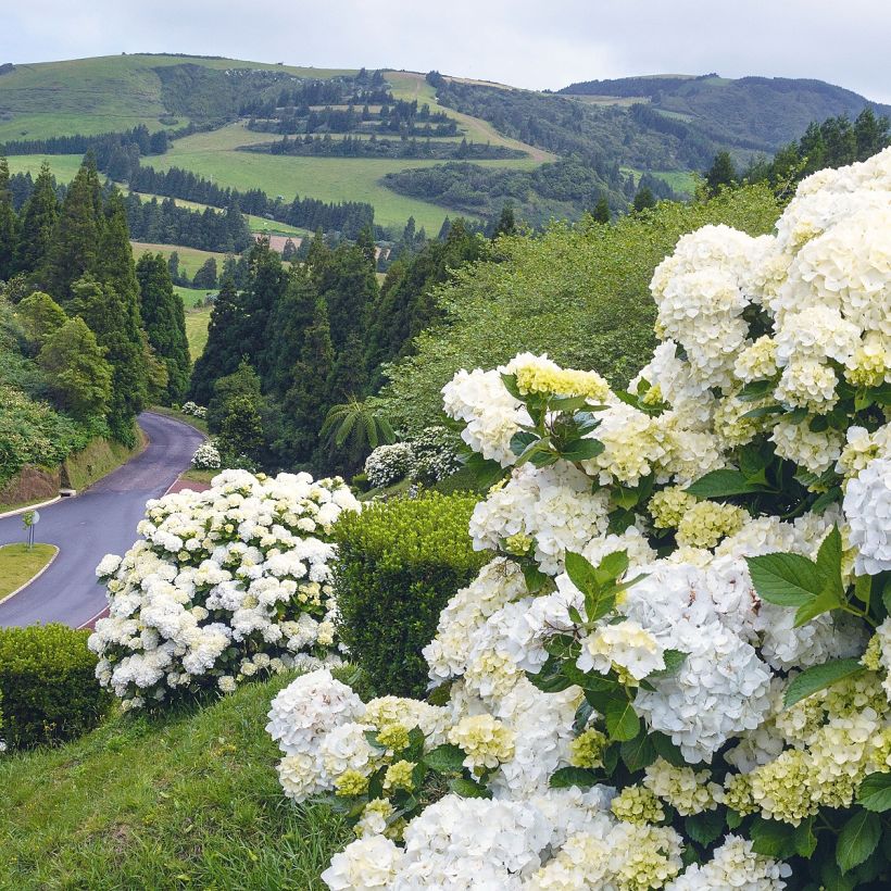 Hortensia - Hydrangea macrophylla Immaculata (Plant habit)