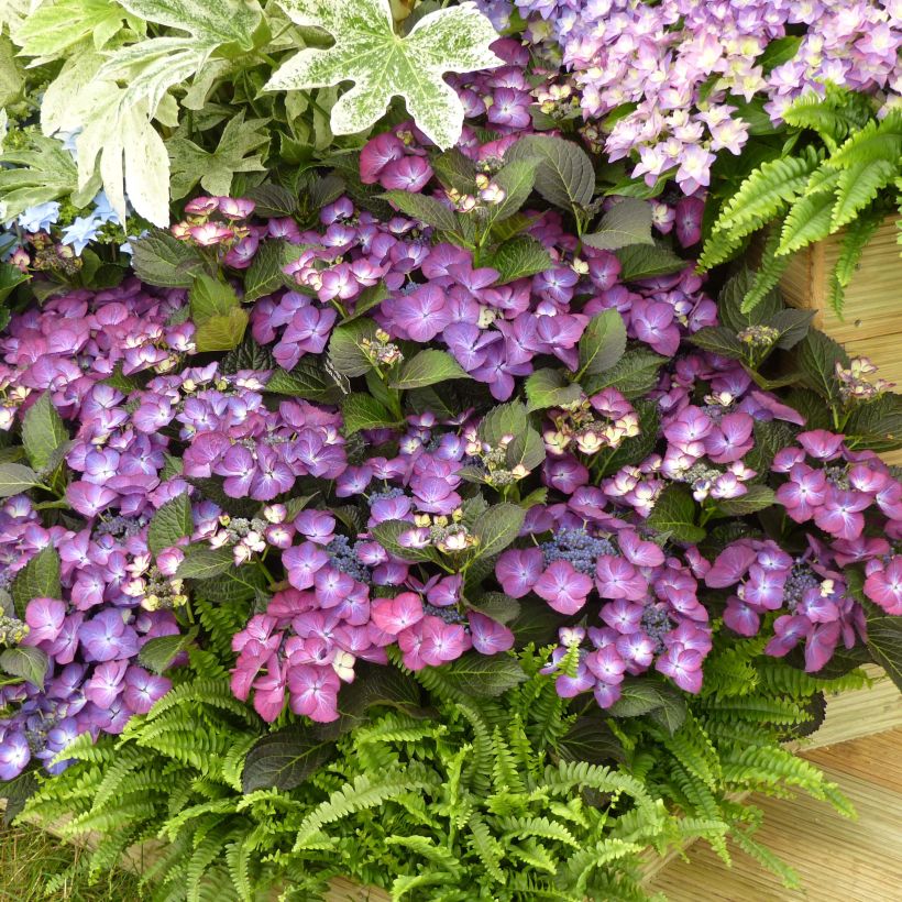 Hortensia - Hydrangea macrophylla Kardinal Violet (Plant habit)