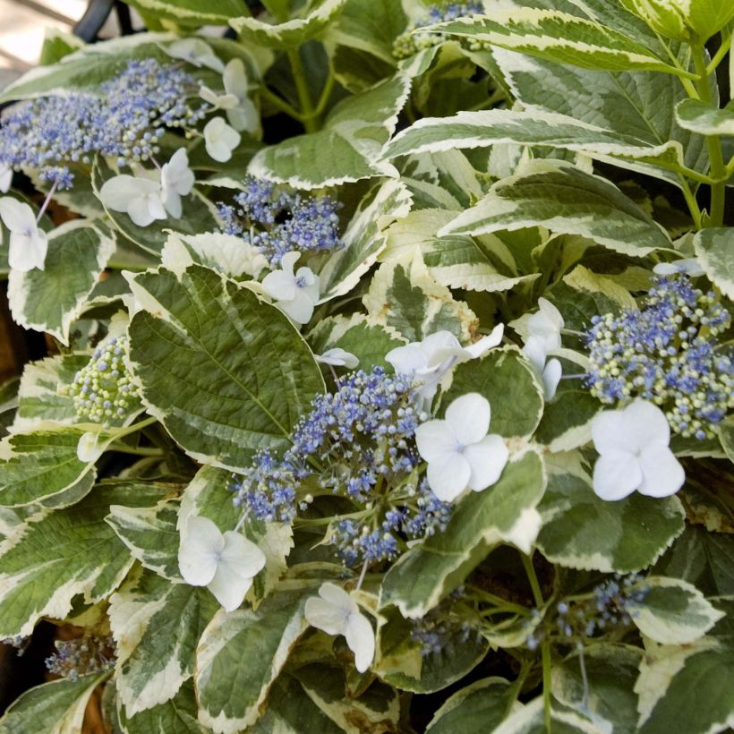 Hortensia - Hydrangea macrophylla Light'o'Day (Foliage)