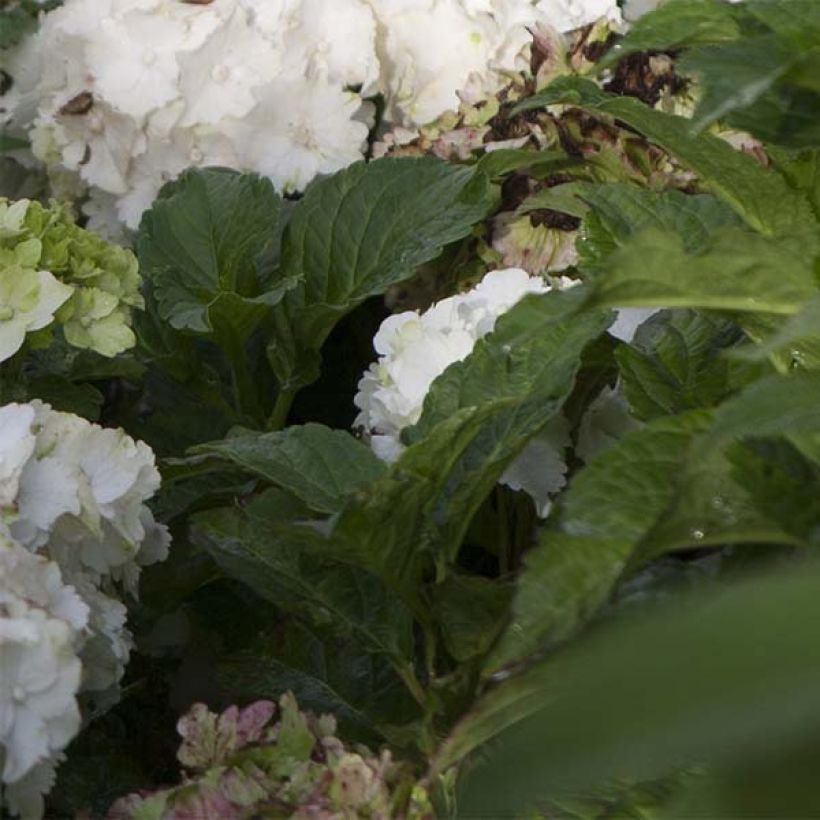 Hortensia - Hydrangea macrophylla Magical Jade (Foliage)