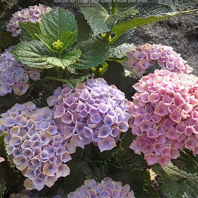Hortensia - Hydrangea macrophylla Magical Revolution Bleu (Flowering)