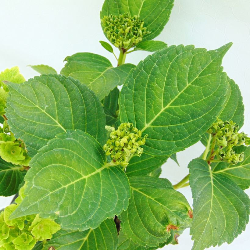 Hortensia - Hydrangea macrophylla Magical Revolution Rose (Foliage)