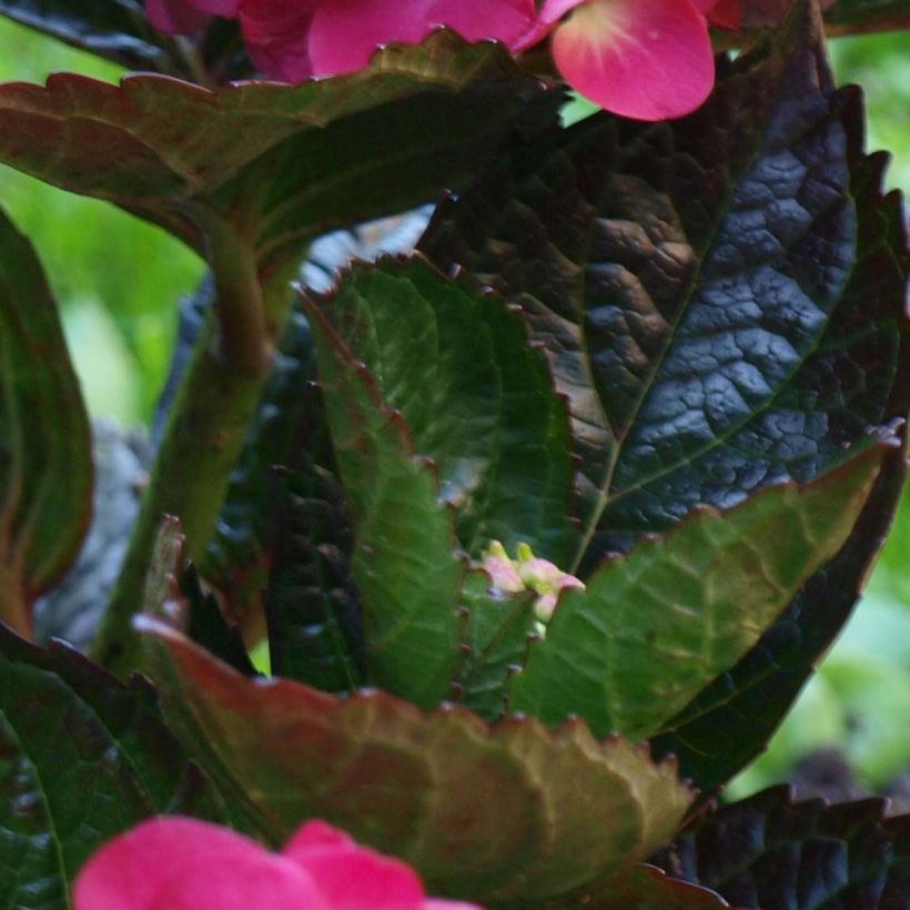 Hortensia - Hydrangea macrophylla Merveille Sanguine (Foliage)