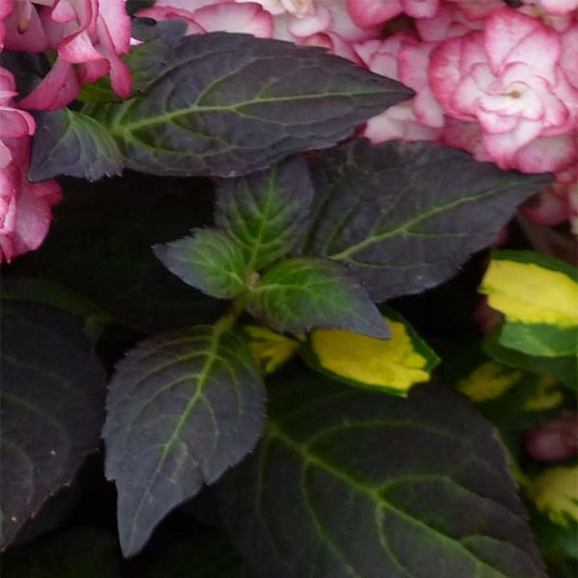 Hortensia - Hydrangea macrophylla Miss Saori (Foliage)