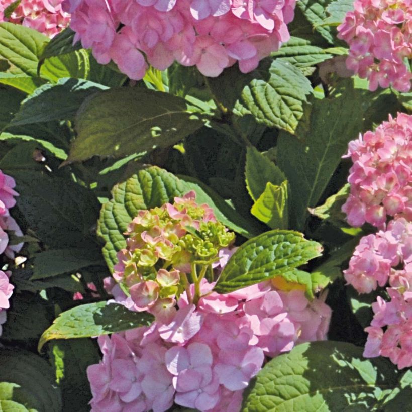 Hortensia - Hydrangea macrophylla So Long® Rosy (Foliage)