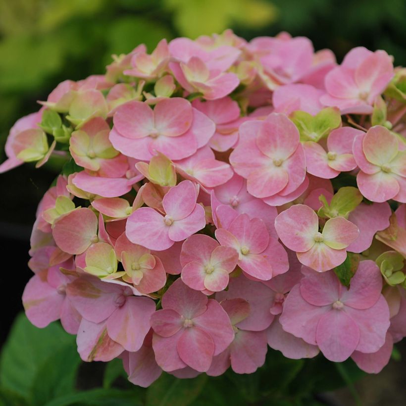 Hortensia - Hydrangea macrophylla So Long® Rosy (Flowering)