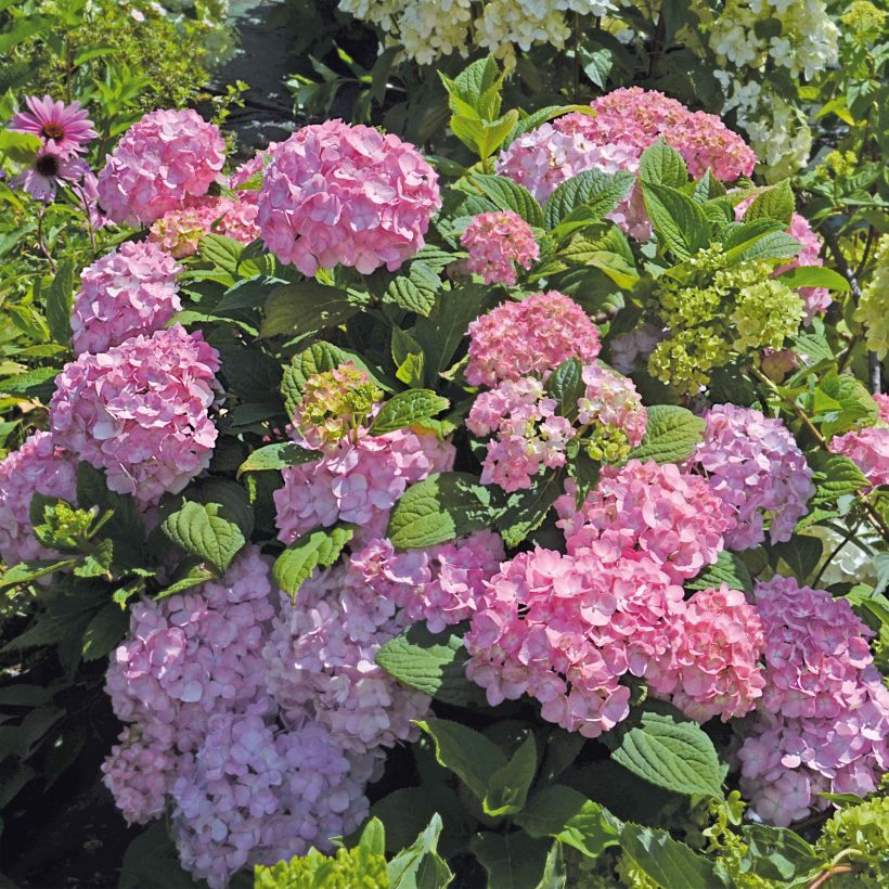 Hortensia - Hydrangea macrophylla So Long® Rosy (Plant habit)