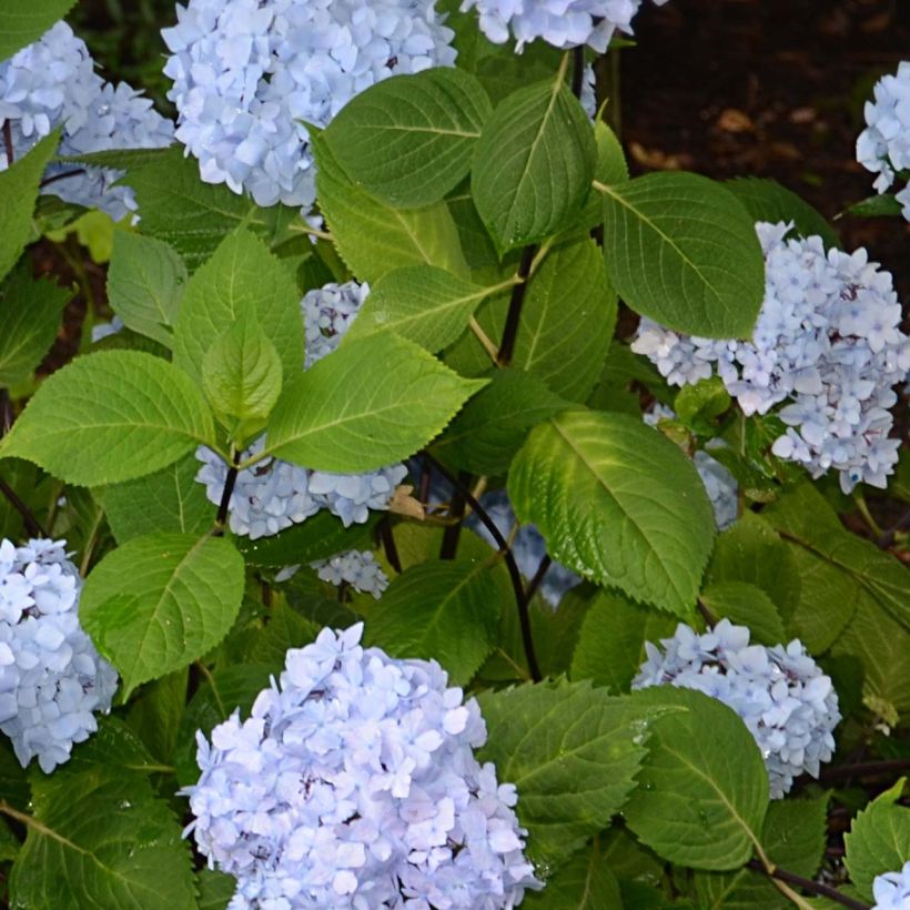 Hortensia - Hydrangea macrophylla So Long® Ebony (Foliage)