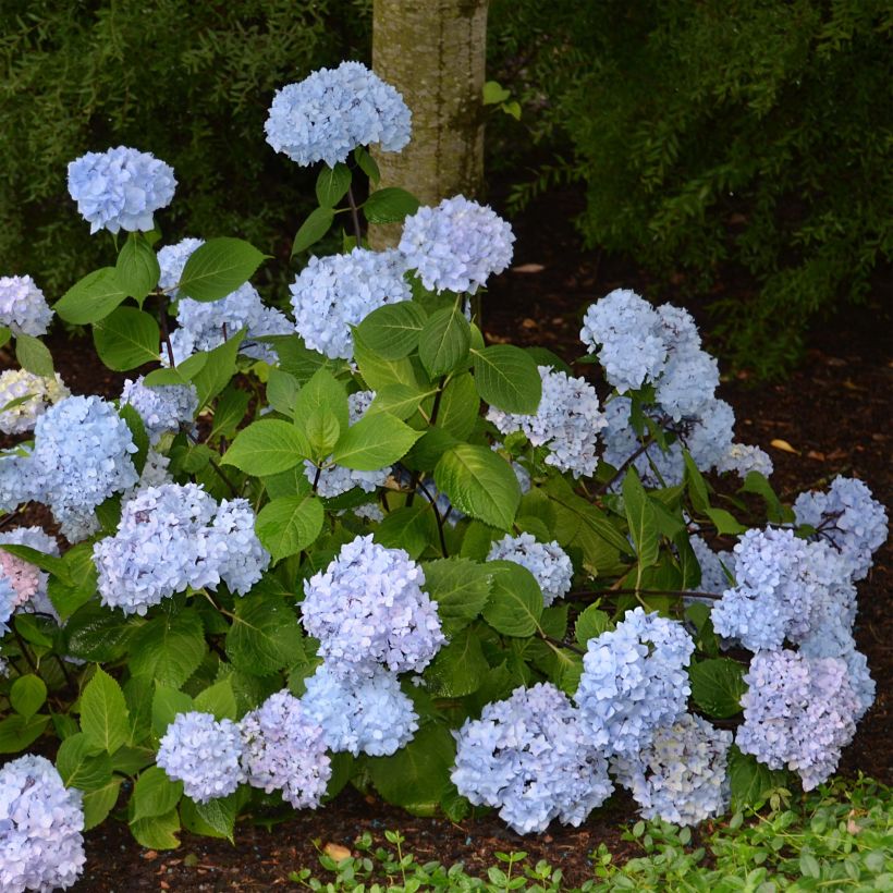 Hortensia - Hydrangea macrophylla So Long® Ebony (Plant habit)