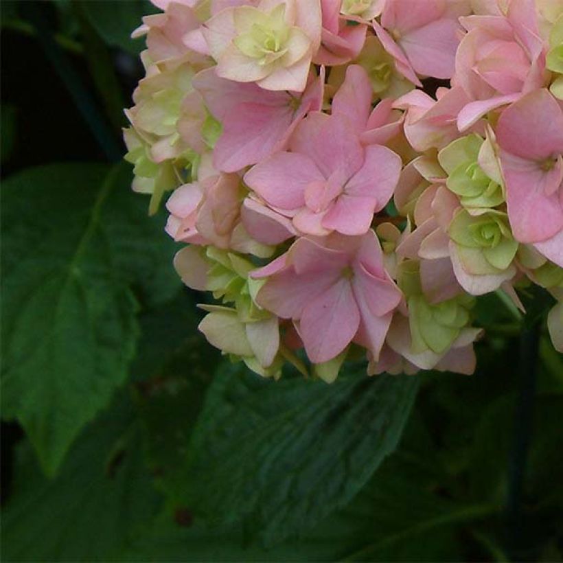 Hortensia - Hydrangea macrophylla You and Me Together (Foliage)