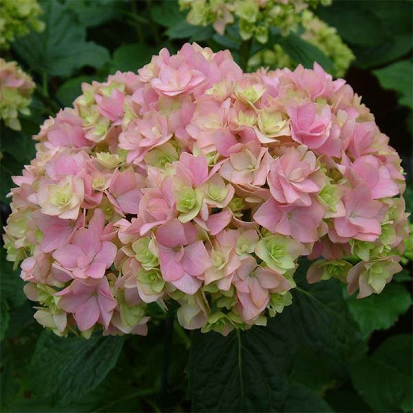 Hortensia - Hydrangea macrophylla You and Me Together (Flowering)