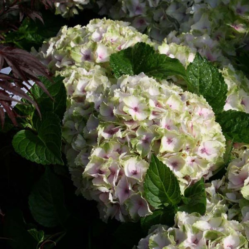Hortensia - Hydrangea macrophylla Magical Summer Green (Flowering)