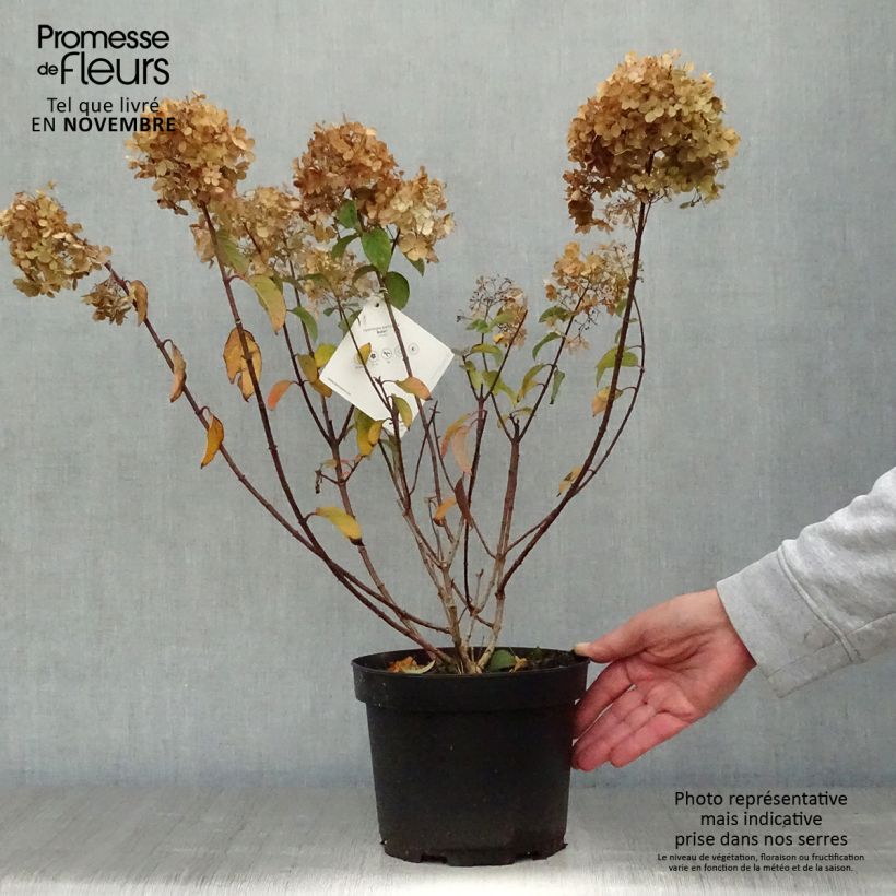 Example of Hydrangea paniculata Bobo - Hortensia paniculé nain Pot de 3L/4L as you get in automne