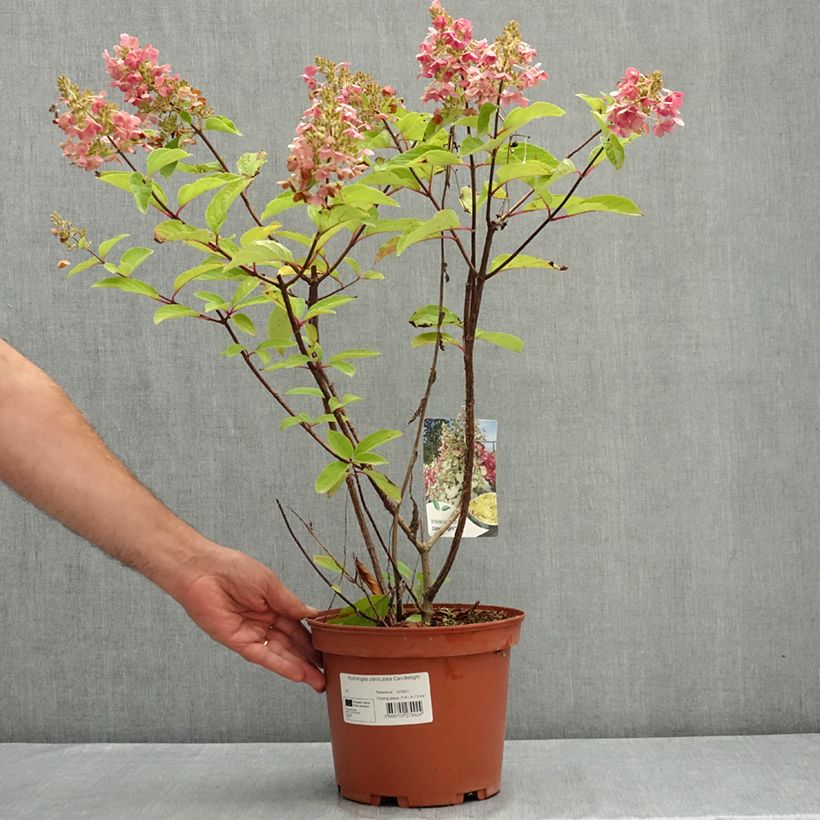 Example of Hydrangea paniculata Candlelight - Hortensia paniculé Pot de 3L/4L as you get in ete