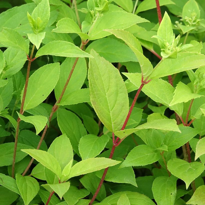 Hydrangea paniculata Confetti - Hortensia paniculé (Foliage)